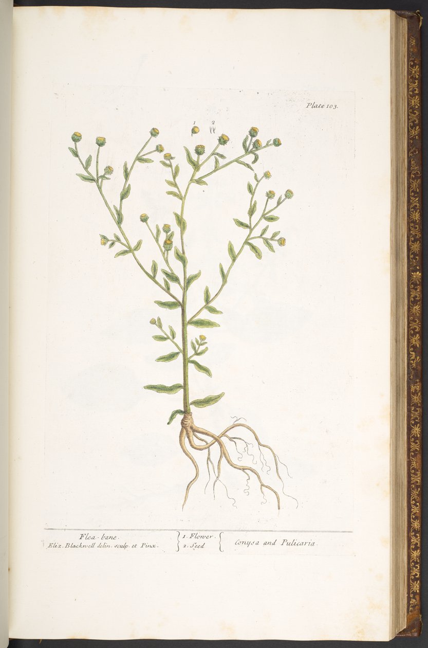 Tallerken 103, fra 