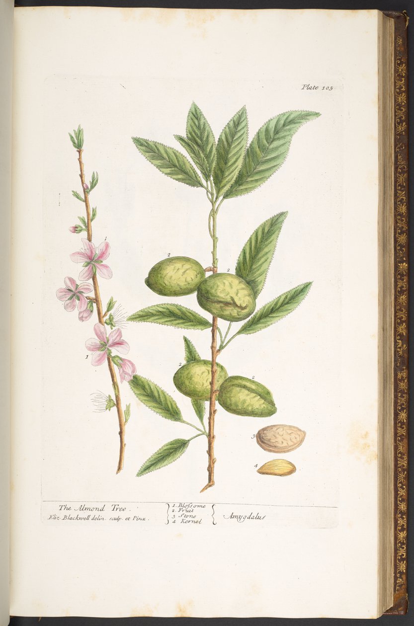 Tallerken 105, fra 