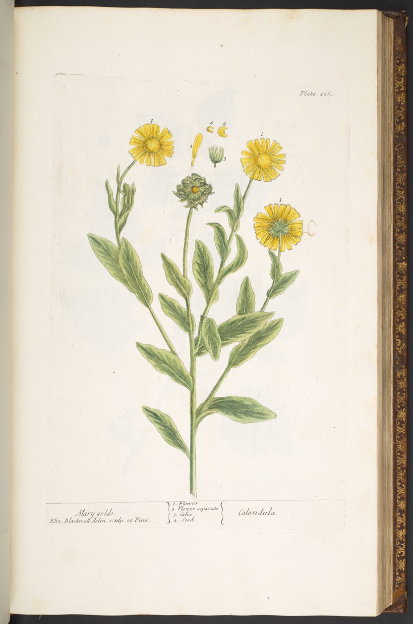 Tallerken 106, Mary Golds, fra 