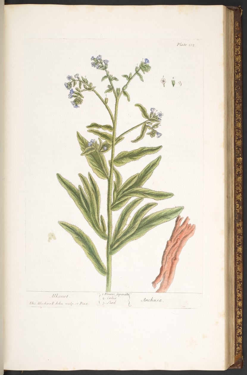 Tallerken 112, fra 'A Curious Herbal' av Elizabeth Blackwell