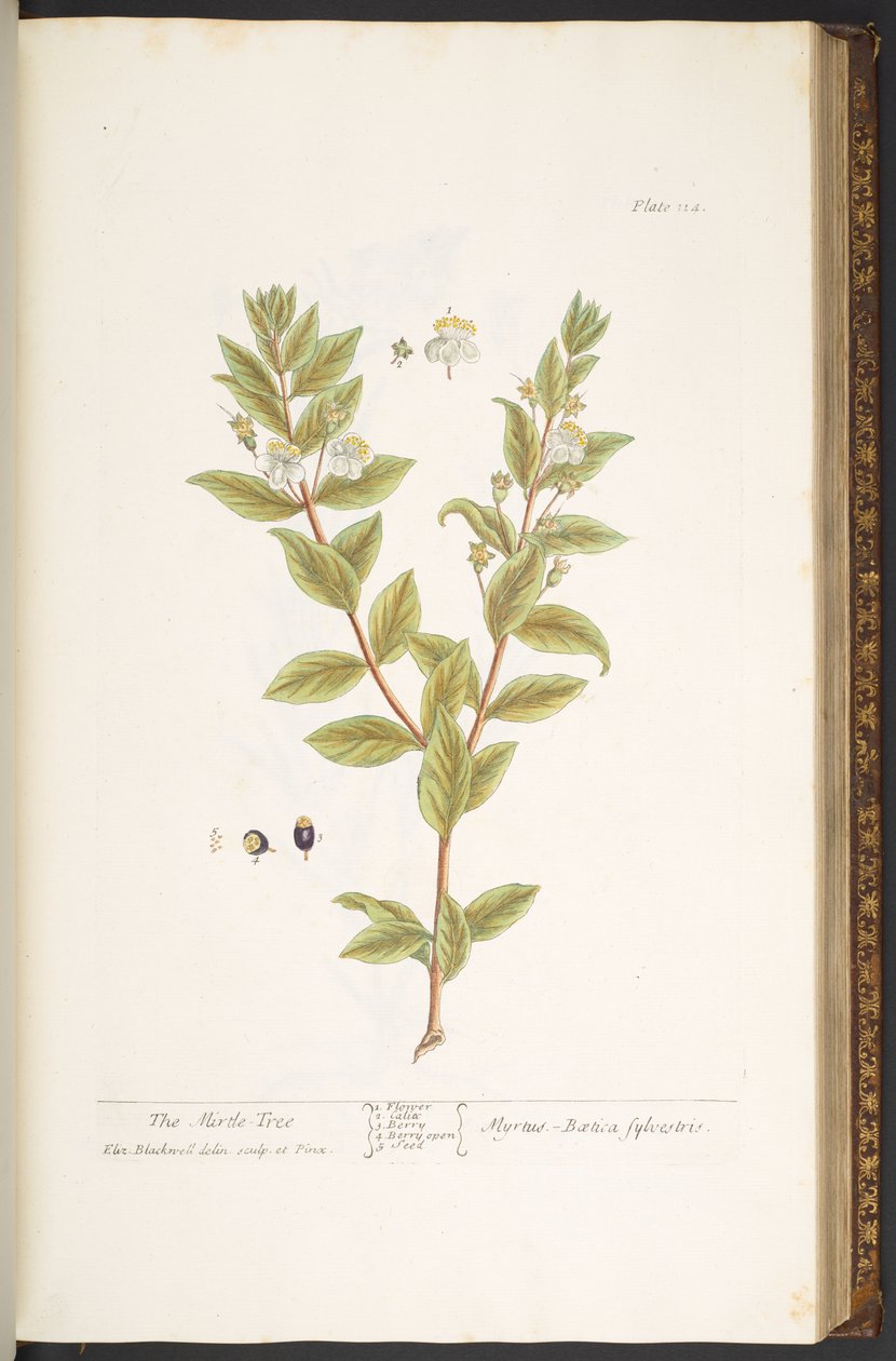 Tallerken 114, fra 