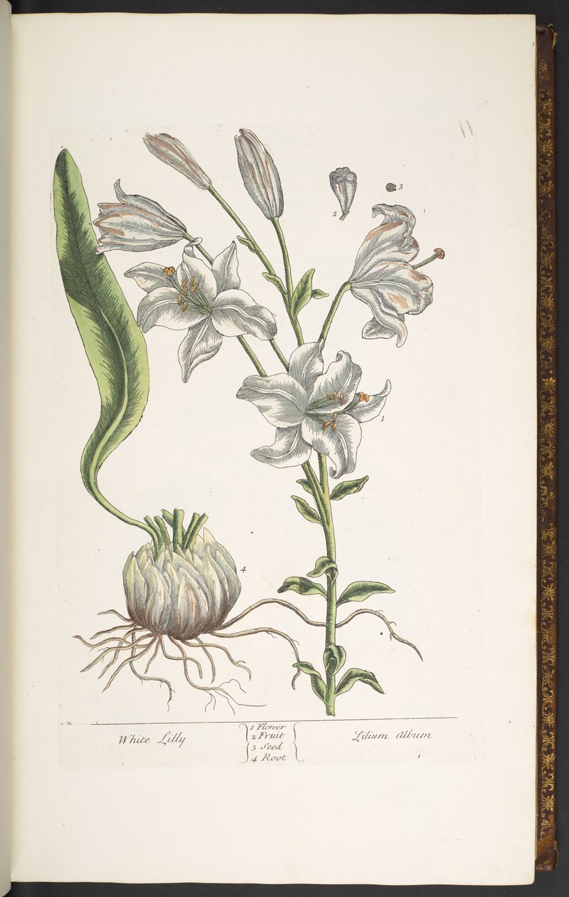 Tallerken 11, White Lily, fra 