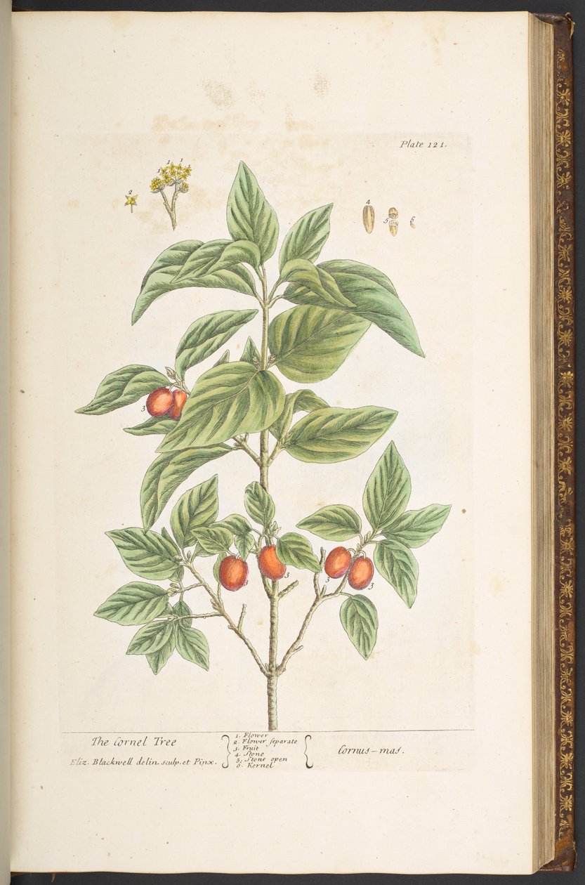 Tallerken 121, fra 