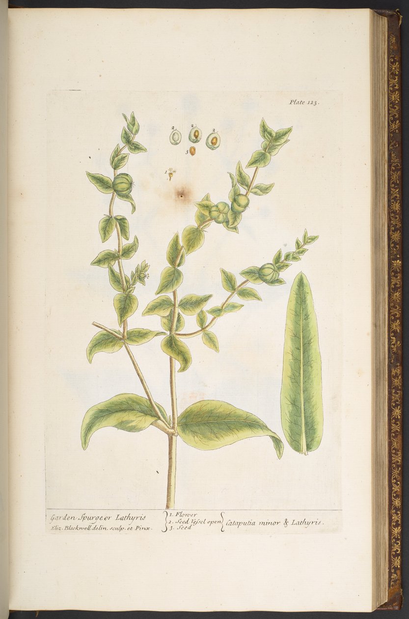 Tallerken 123, fra 