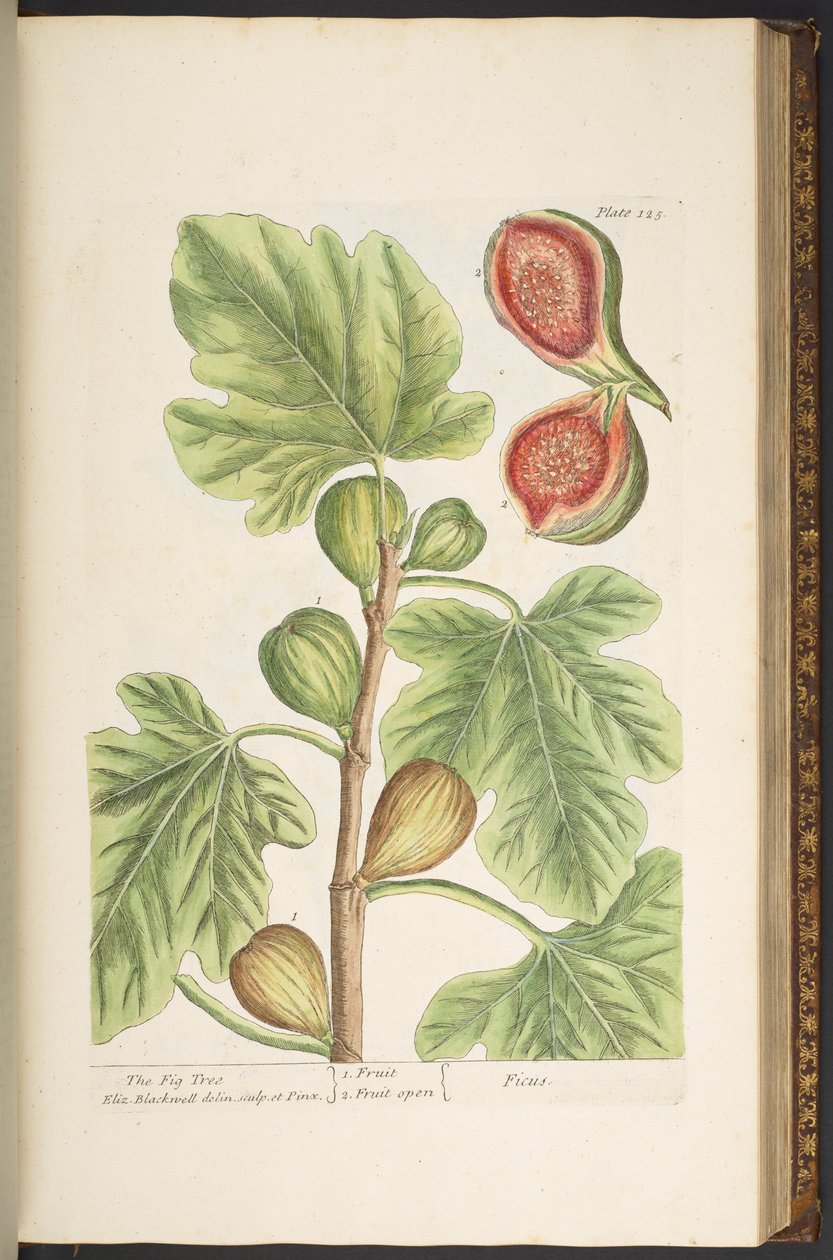 Tallerken 125, The Fig Tree, fra 
