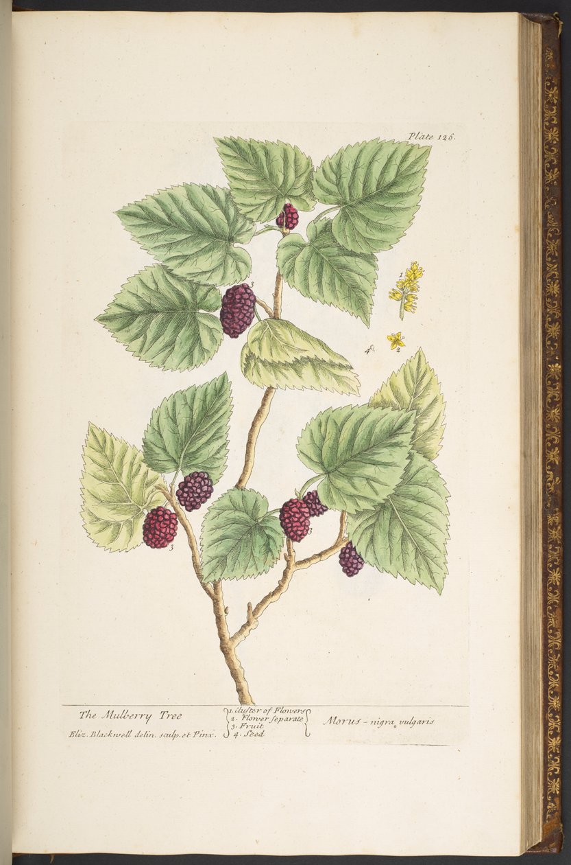Tallerken 126, fra 'A Curious Herbal' av Elizabeth Blackwell