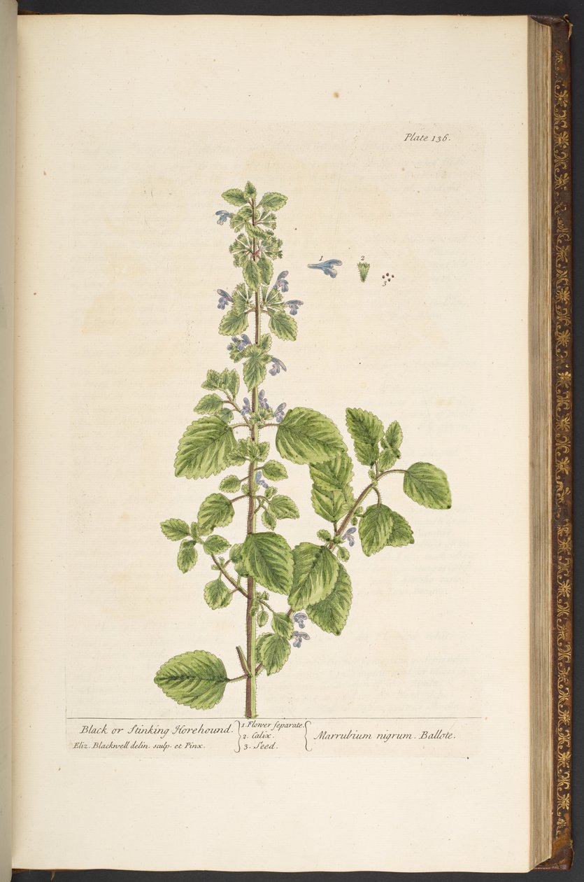 Tallerken 136, fra 