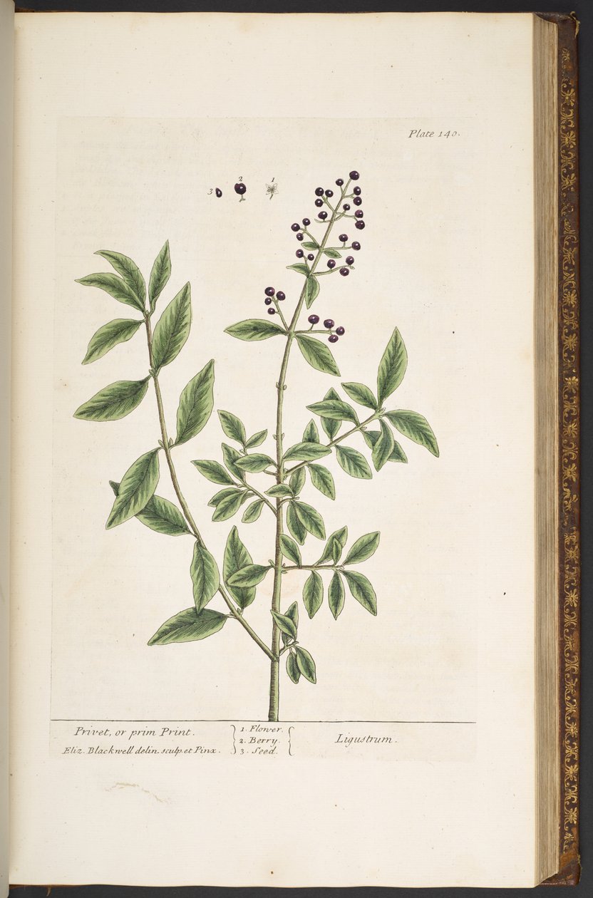 Tallerken 140, fra 'A Curious Herbal' av Elizabeth Blackwell