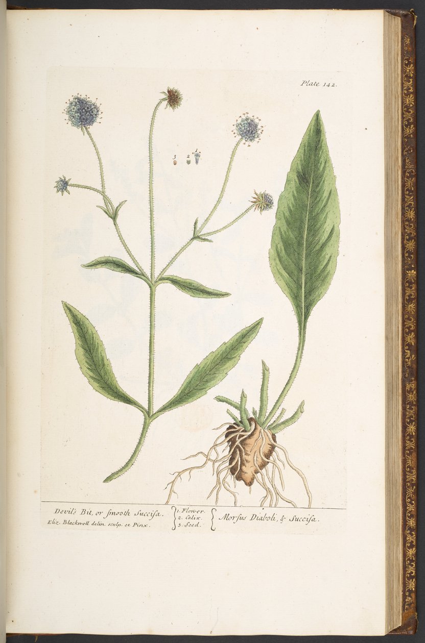 Tallerken 142, Devil