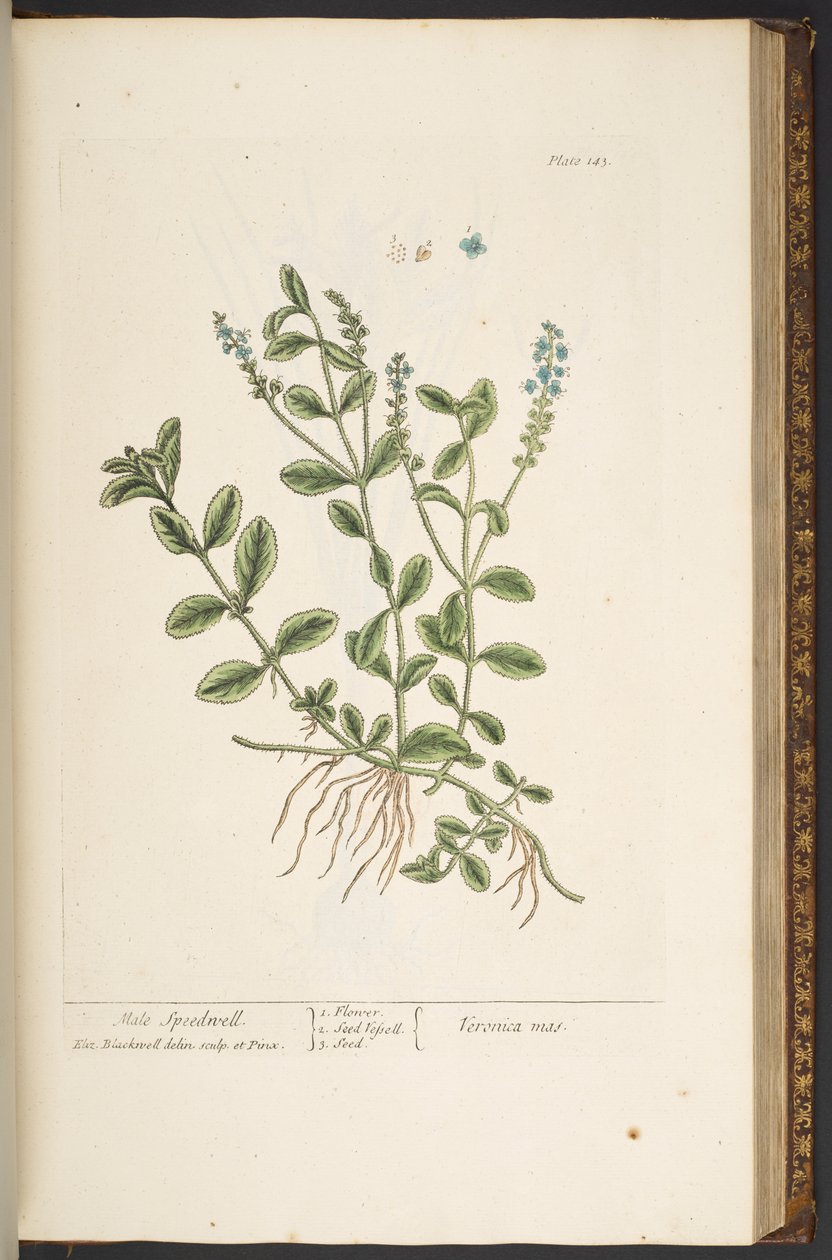 Tallerken 143, fra 'A Curious Herbal' av Elizabeth Blackwell