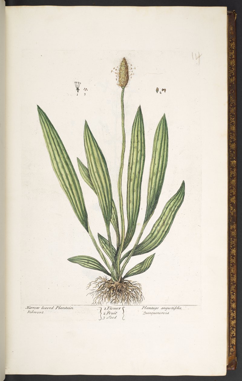 Tallerken 14, Narrow Leaved Plantain, fra 'A Curious Herbal' av Elizabeth Blackwell