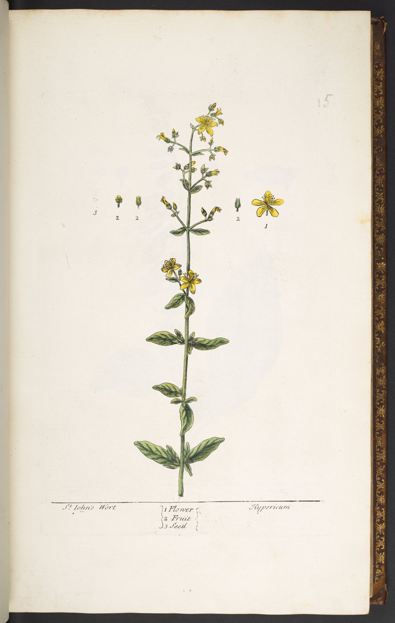 Tallerken 15, johannesurt, fra 