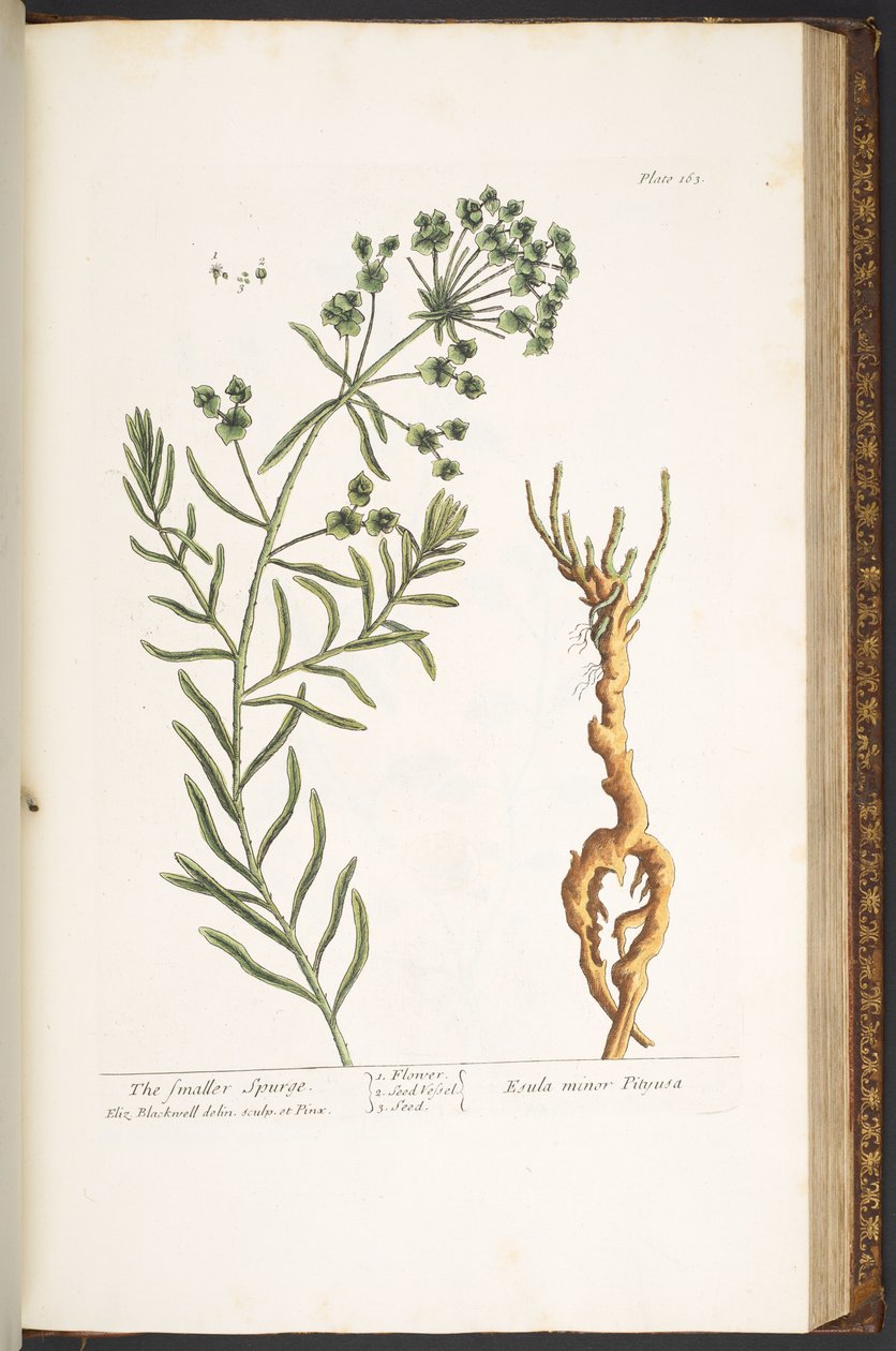 Tallerken 163, fra 