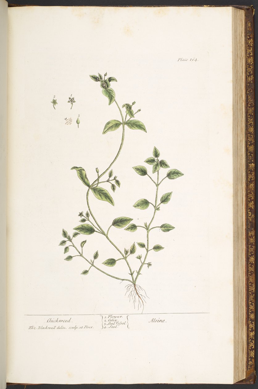 Tallerken 164, fra 