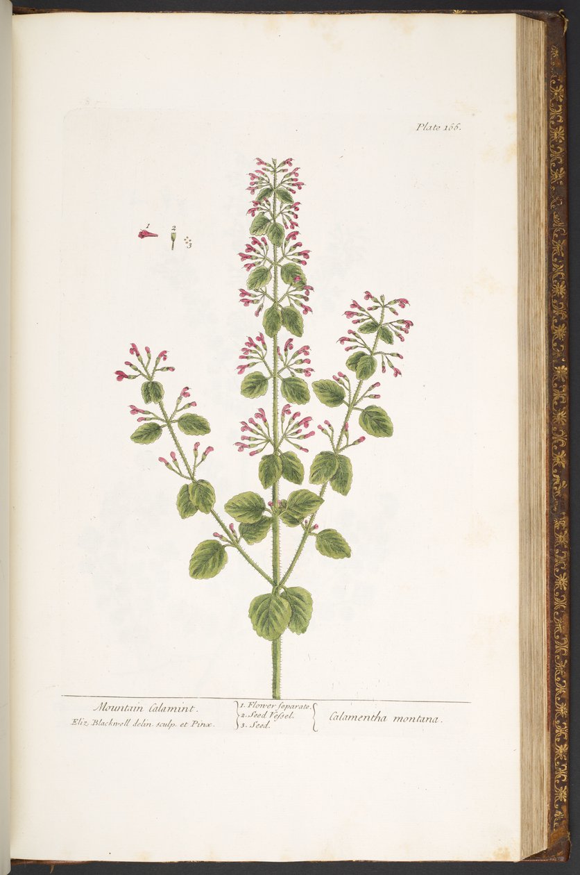 Tallerken 166, Mountain Calamint, fra 'A Curious Herbal' av Elizabeth Blackwell