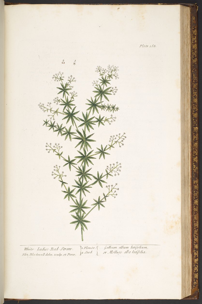 Tallerken 168, fra 'A Curious Herbal' av Elizabeth Blackwell
