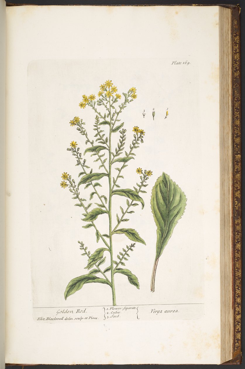 Tallerken 169, Golden Rod, fra 