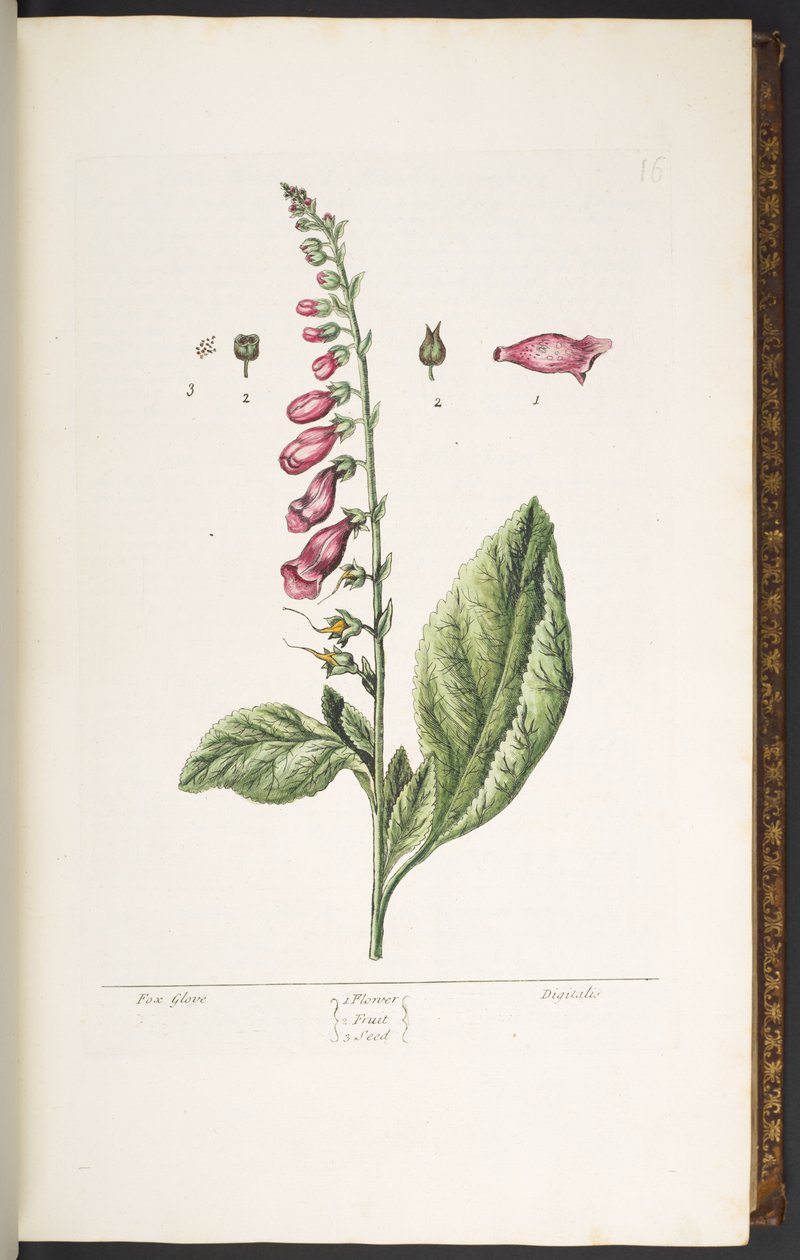 Tallerken 16, Fox Glove, fra 