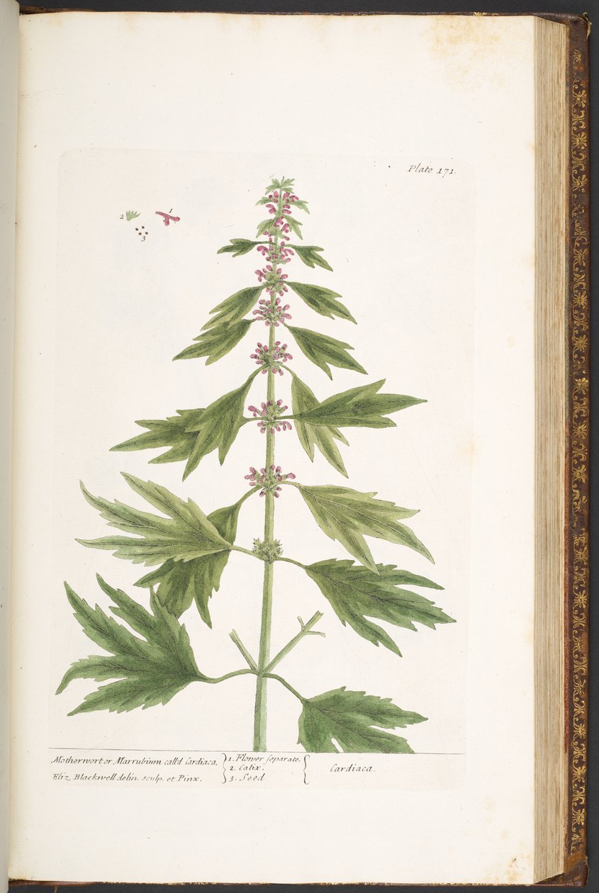 Tallerken 171, fra 'A Curious Herbal' av Elizabeth Blackwell