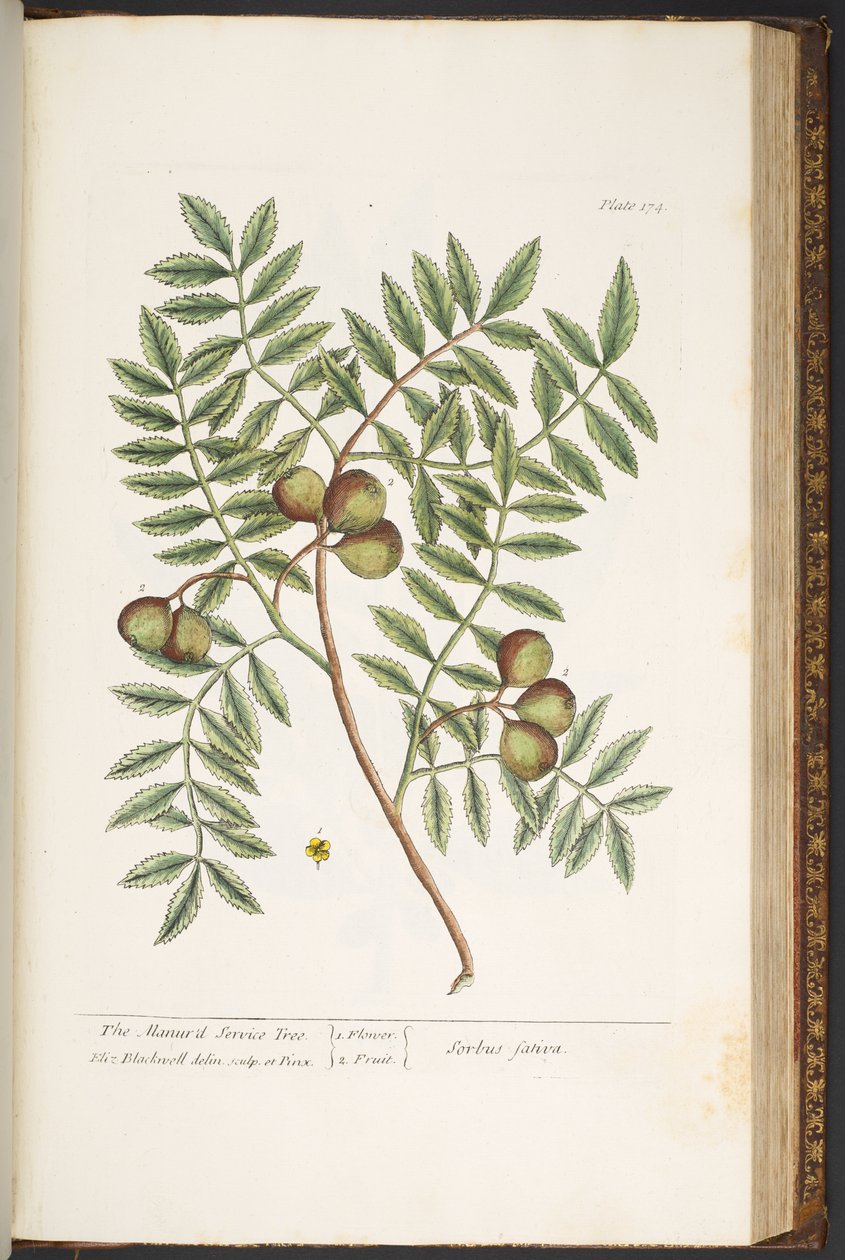 Tallerken 174, fra 