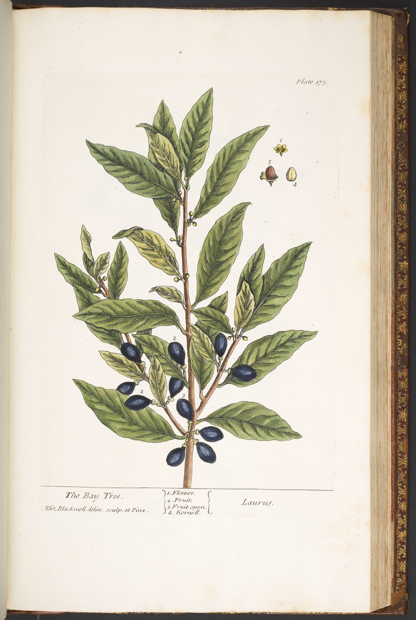 Tallerken 175, fra 