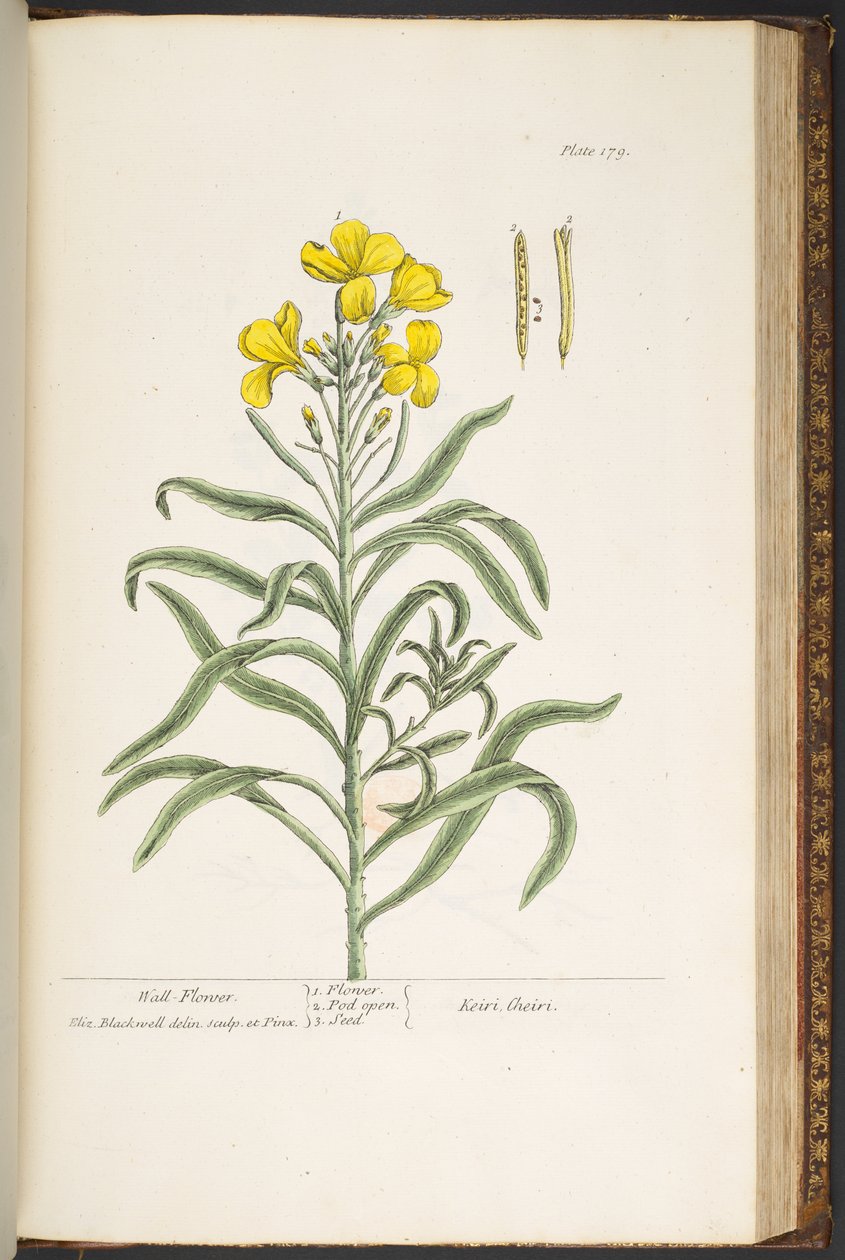 Tallerken 179, fra 'A Curious Herbal' av Elizabeth Blackwell