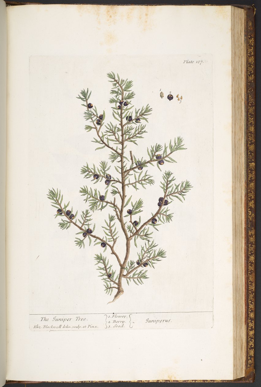 Tallerken 187, The Juniper Tree, fra 