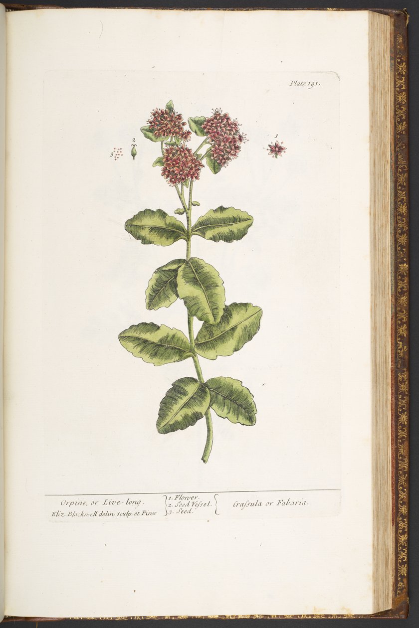Tallerken 191, Orpine, eller Live-Long, fra 