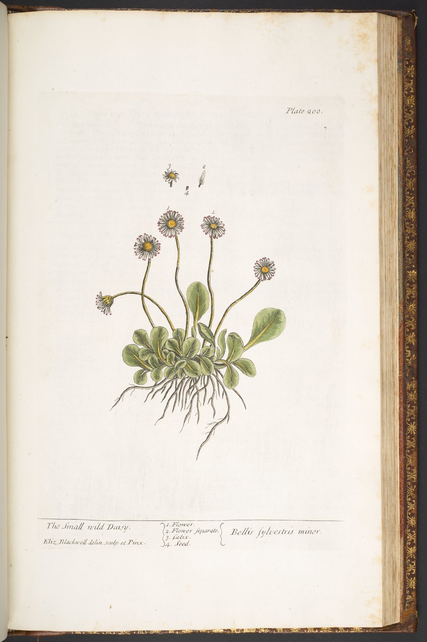Tallerken 200, The Small Wild Daisy, fra 