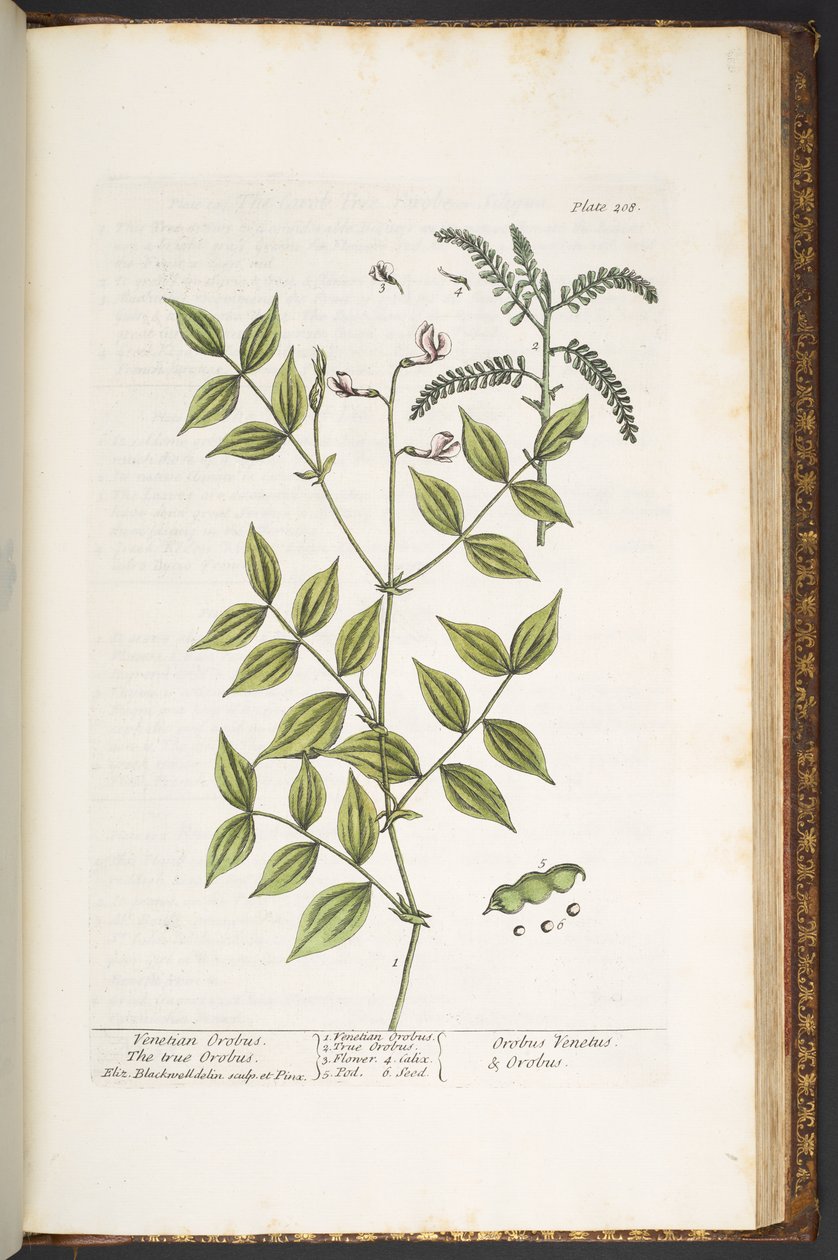 Tallerken 208, fra 'A Curious Herbal' av Elizabeth Blackwell