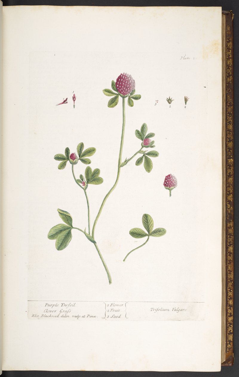 Tallerken 20, Purple Trefoil Clover Grass, fra 