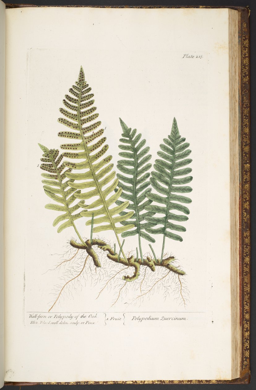 Tallerken 215, Wall-bregne eller Polypody of the Oak, fra 