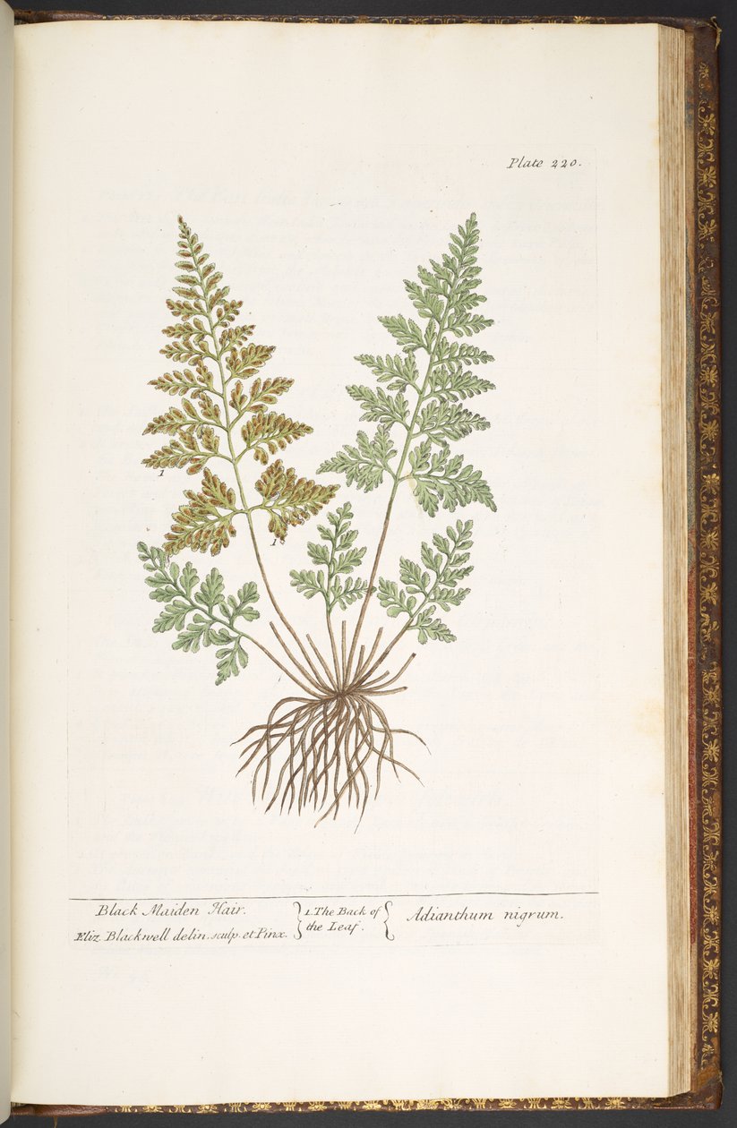 Plate 220, Black Maiden Hair, fra 