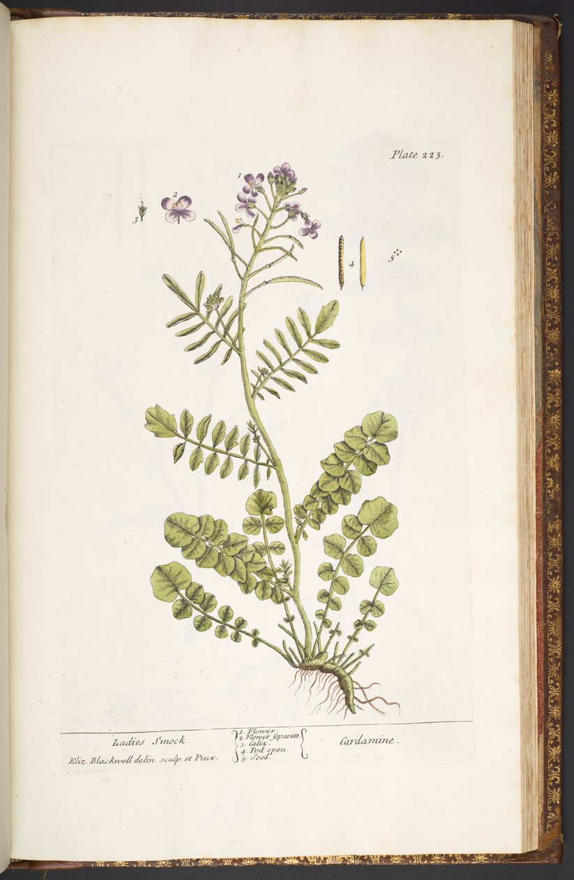Tallerken 223, fra 