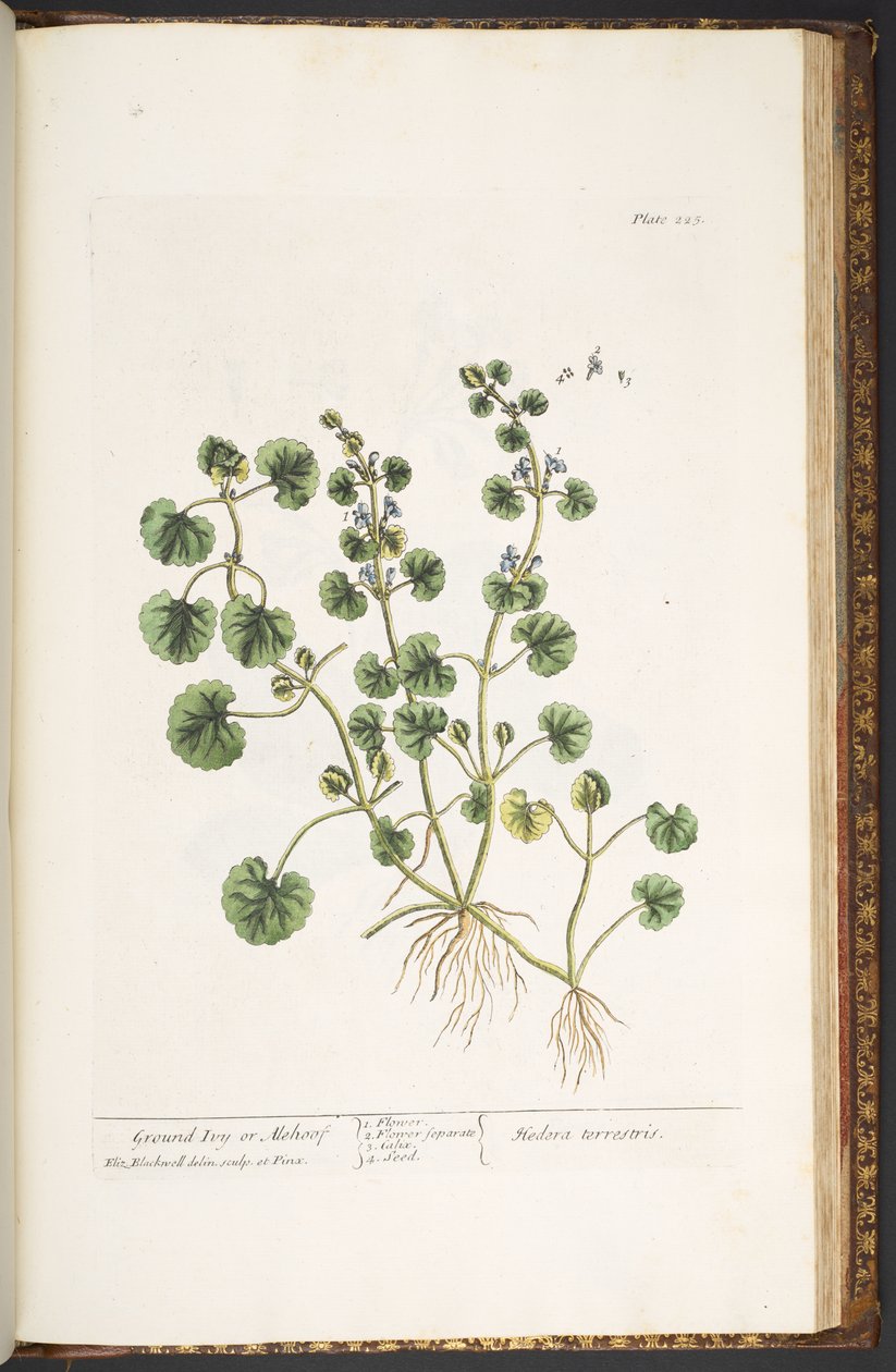 Tallerken 225, fra 