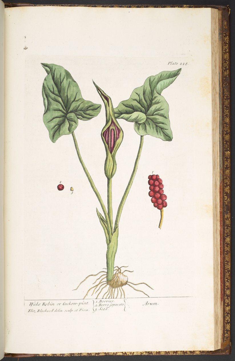 Tallerken 228, fra 