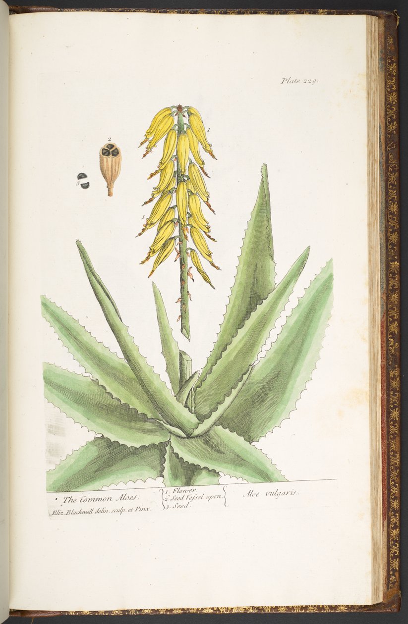 Tallerken 229, fra 'A Curious Herbal' av Elizabeth Blackwell