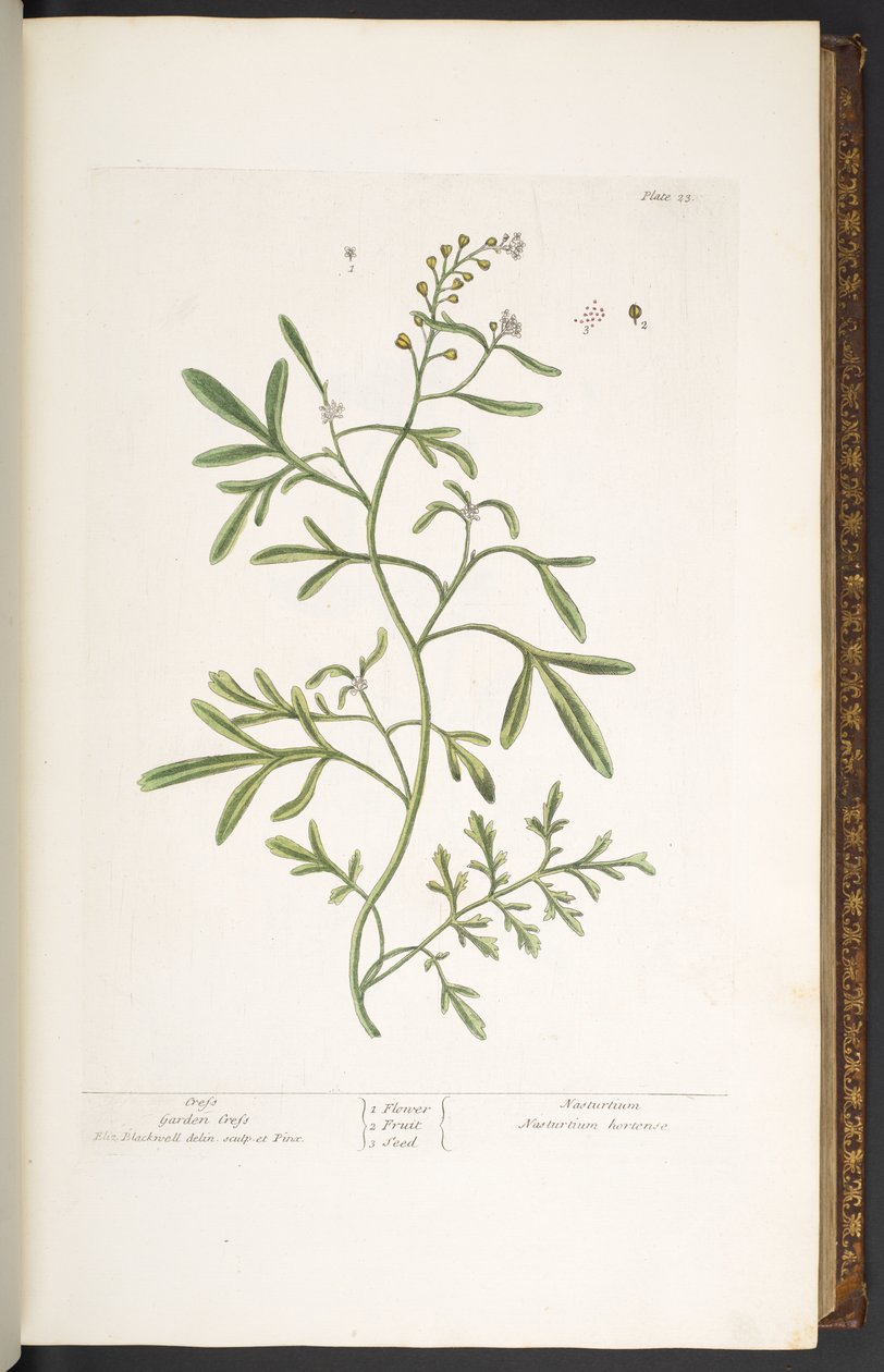 Tallerken 23, Garden Cress, fra 