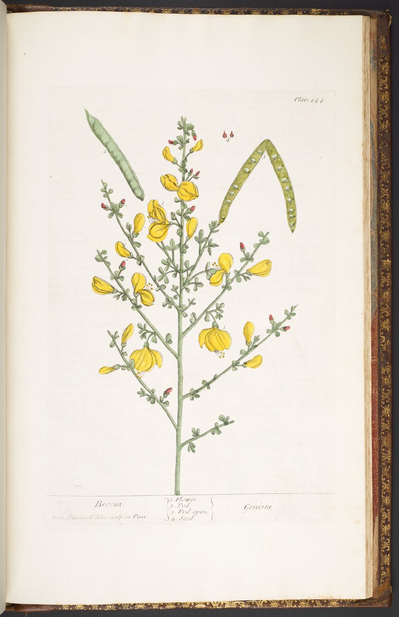 Tallerken 244, fra 'A Curious Herbal' av Elizabeth Blackwell