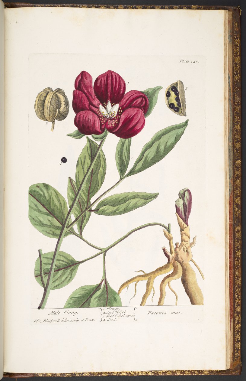 Tallerken 245, Male Piony, fra 