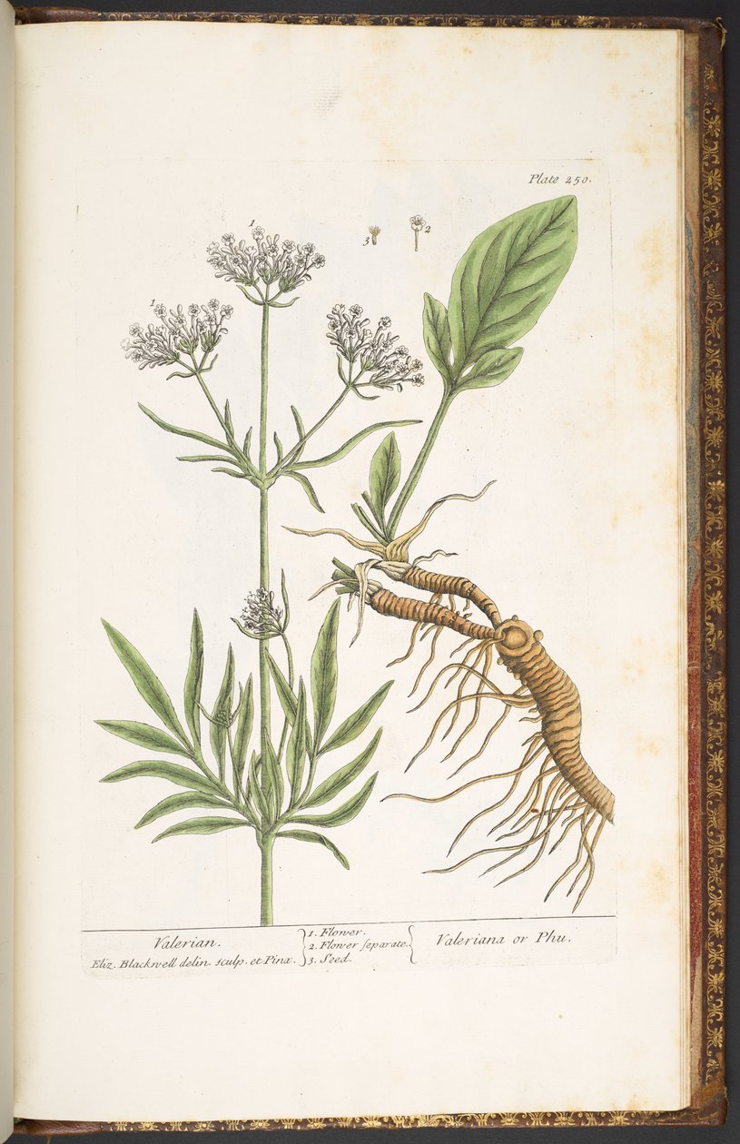 Tallerken 250, Valerian, fra 