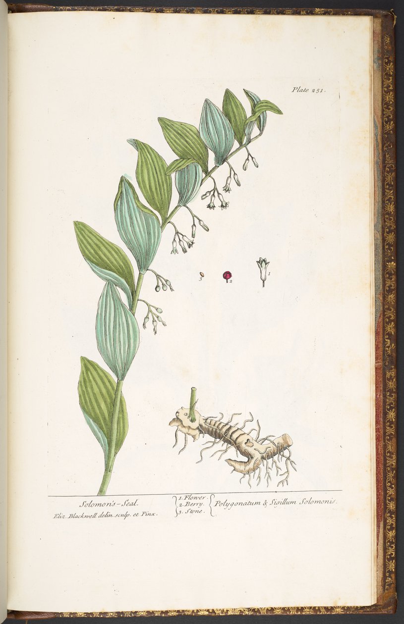 Tallerken 251, fra 