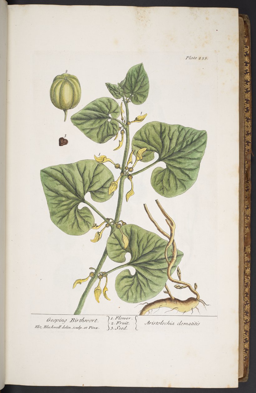 Tallerken 255, fra 