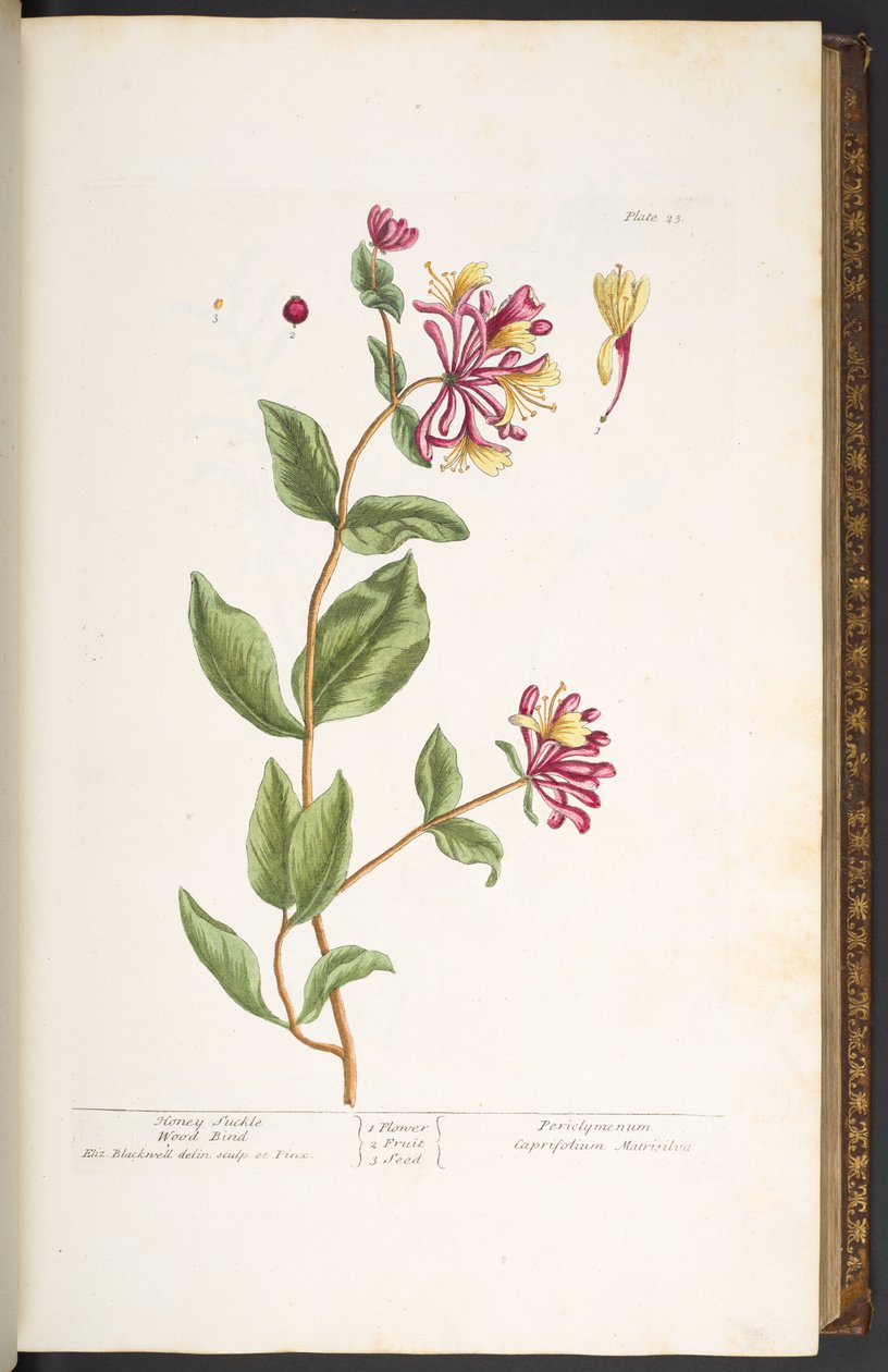 Tallerken 25, Honey Suckle Wood Bind, fra 'A Curious Herbal' av Elizabeth Blackwell
