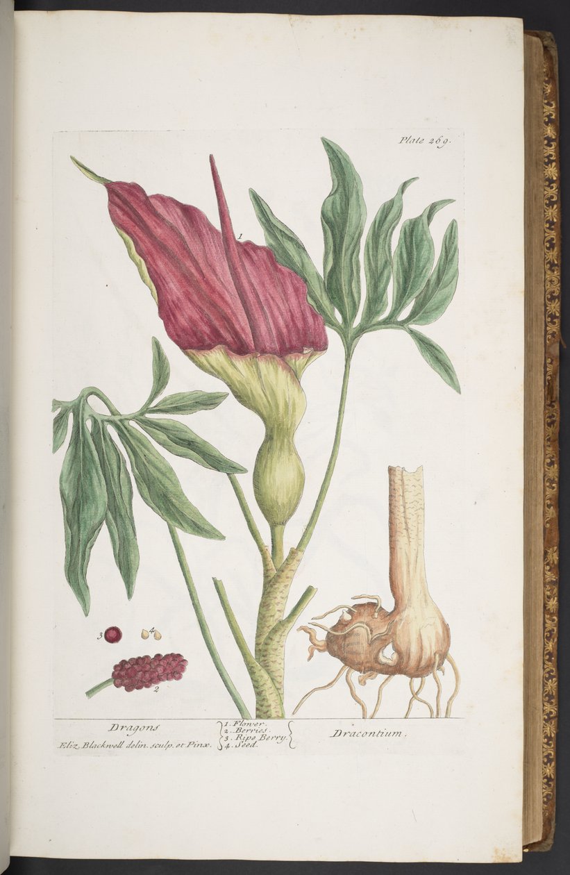 Plate 269, Dragons, or Dracontium, fra 'A Curious Herbal' av Elizabeth Blackwell