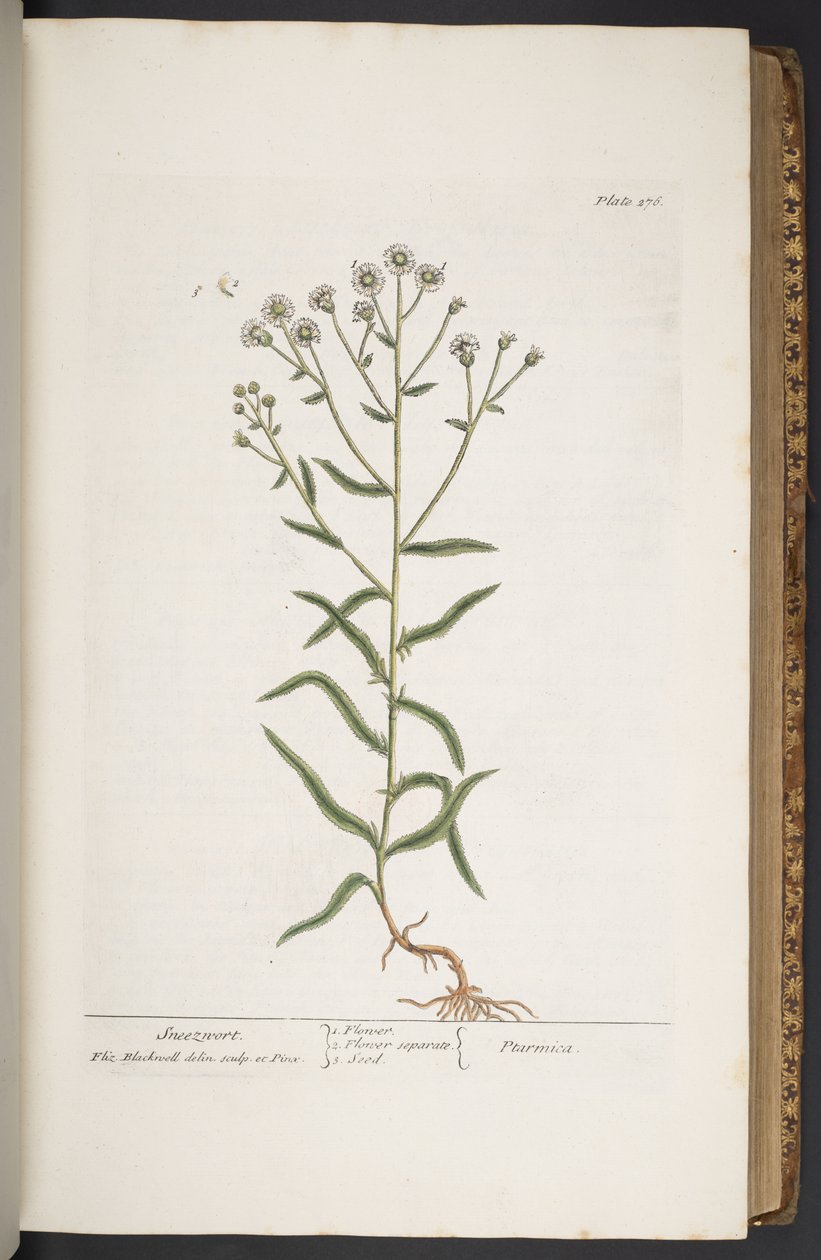Tallerken 276, fra 'A Curious Herbal' av Elizabeth Blackwell