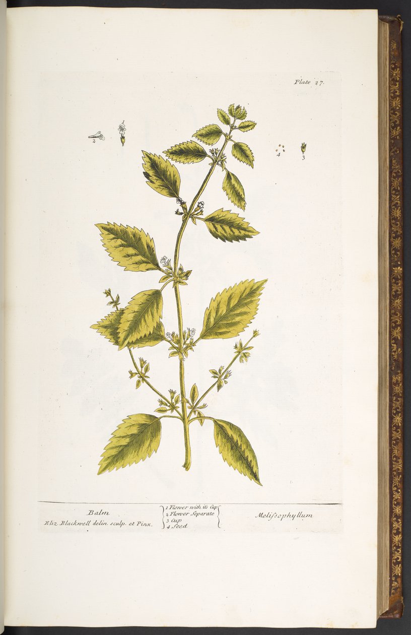Tallerken 27, Balsam, fra 