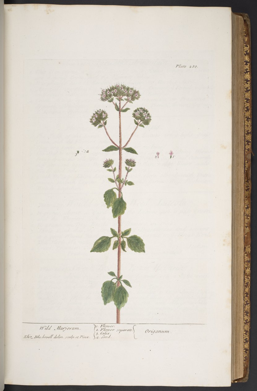 Tallerken 280, fra 'A Curious Herbal' av Elizabeth Blackwell