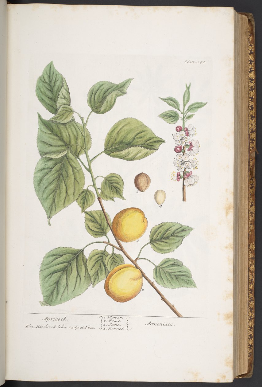 Tallerken 281, fra 'A Curious Herbal' av Elizabeth Blackwell