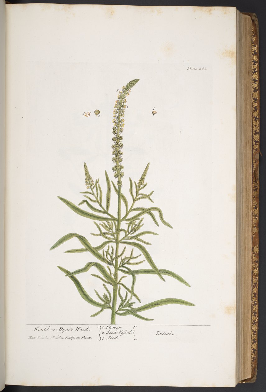 Tallerken 283, fra 